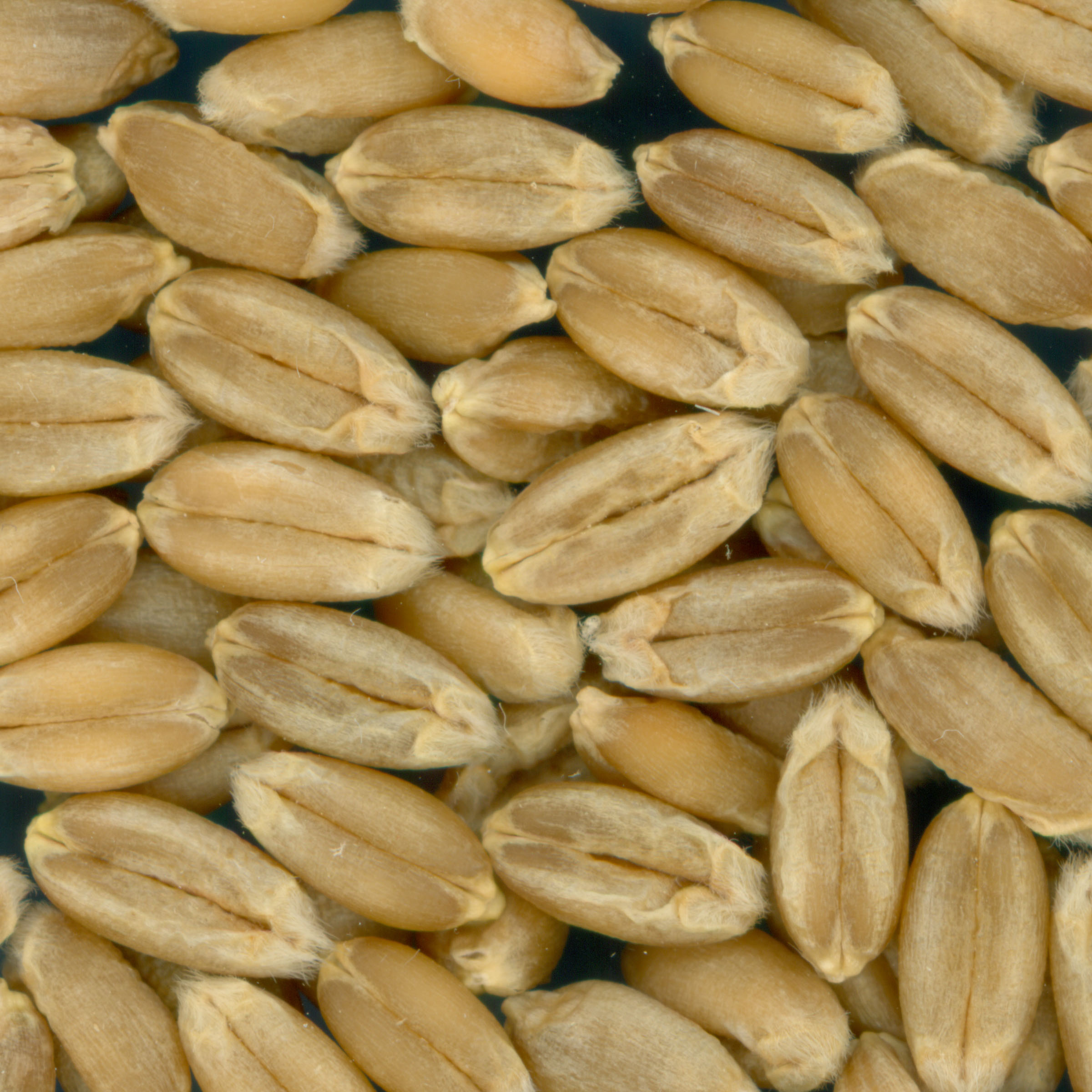 KERNELS